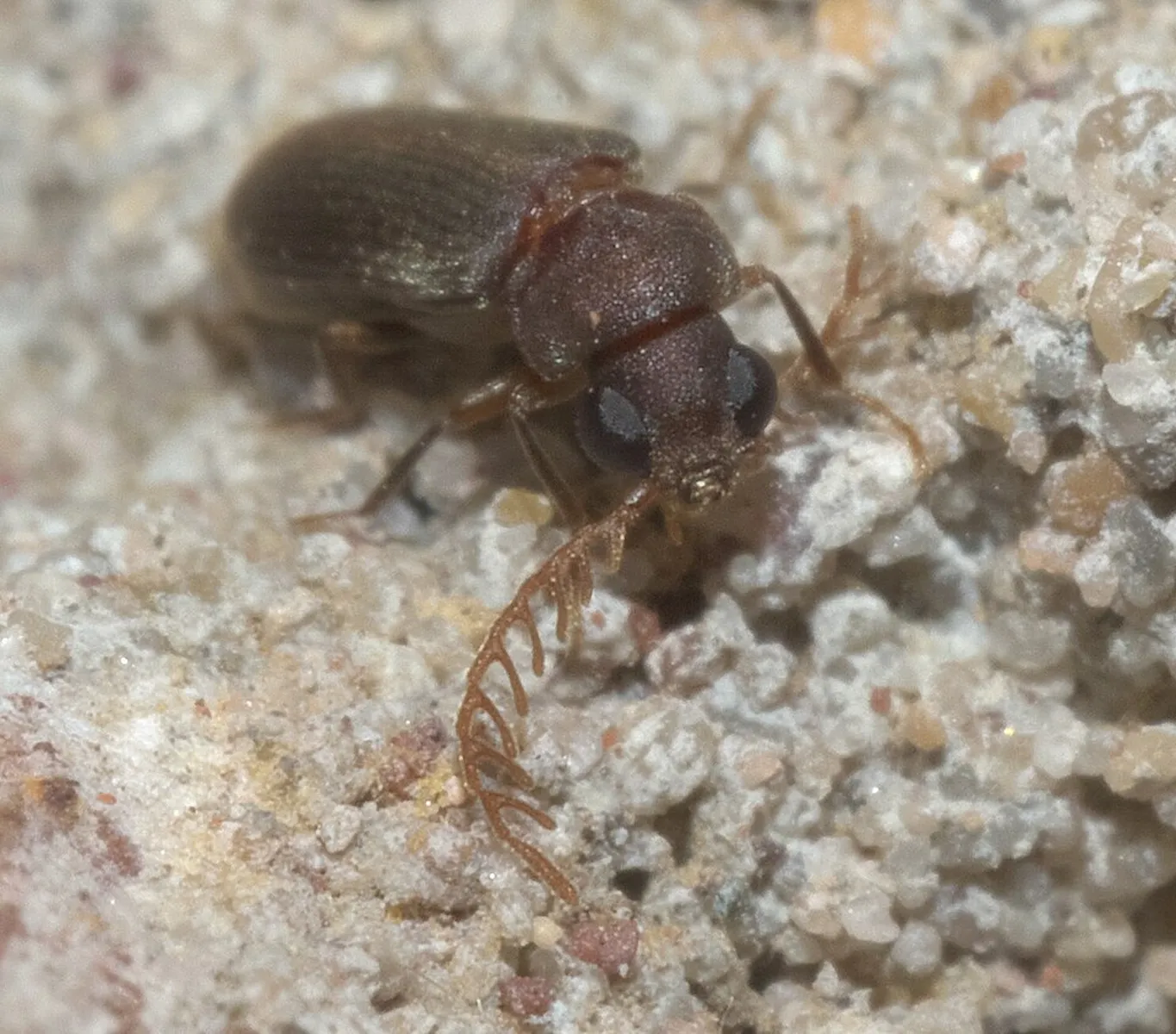 Wood Borer control treatment