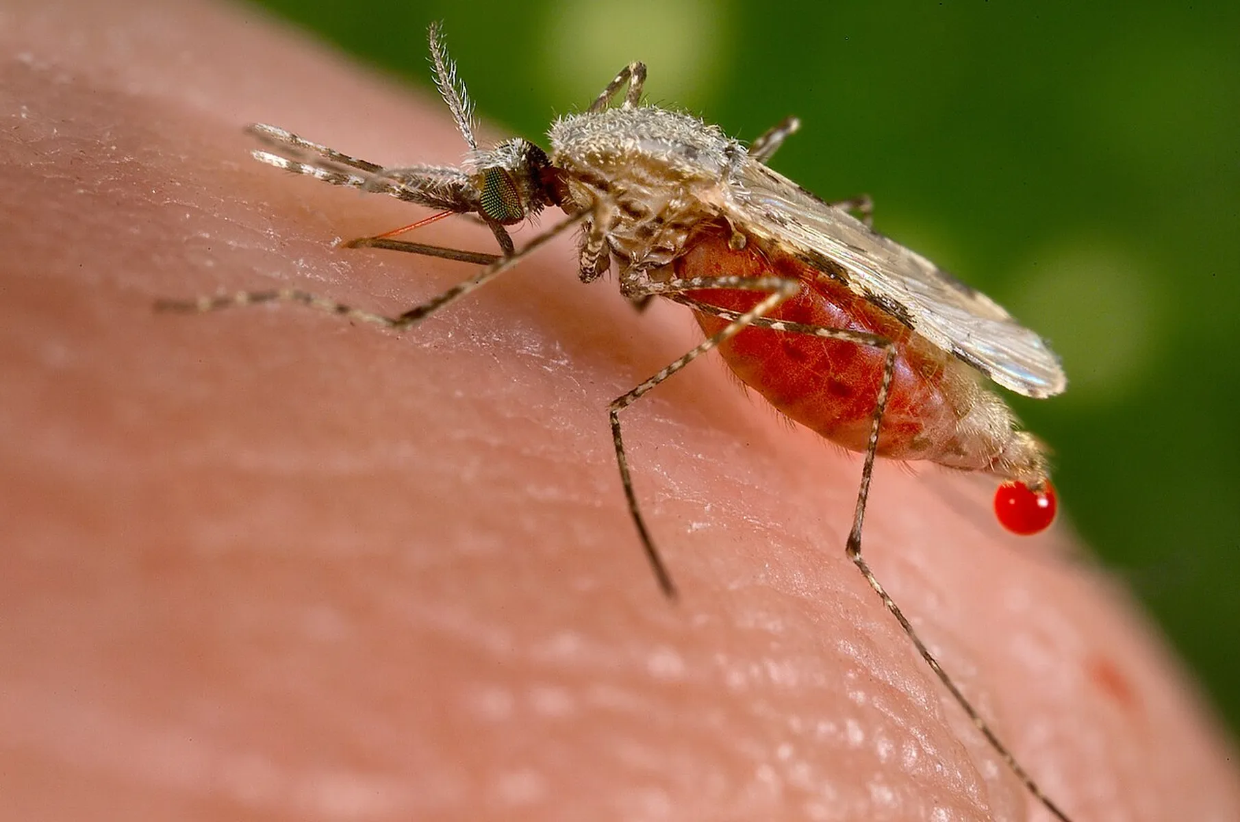 Mosquito control treatment