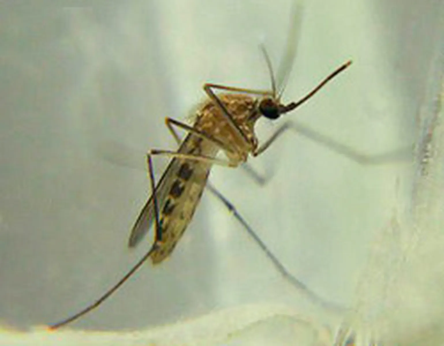 Mosquito control treatment