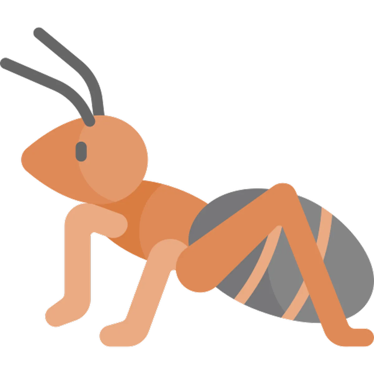 Ants