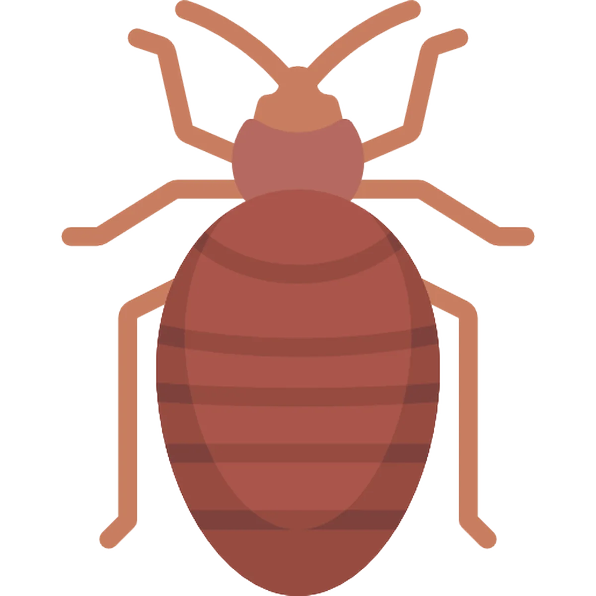 Bedbugs