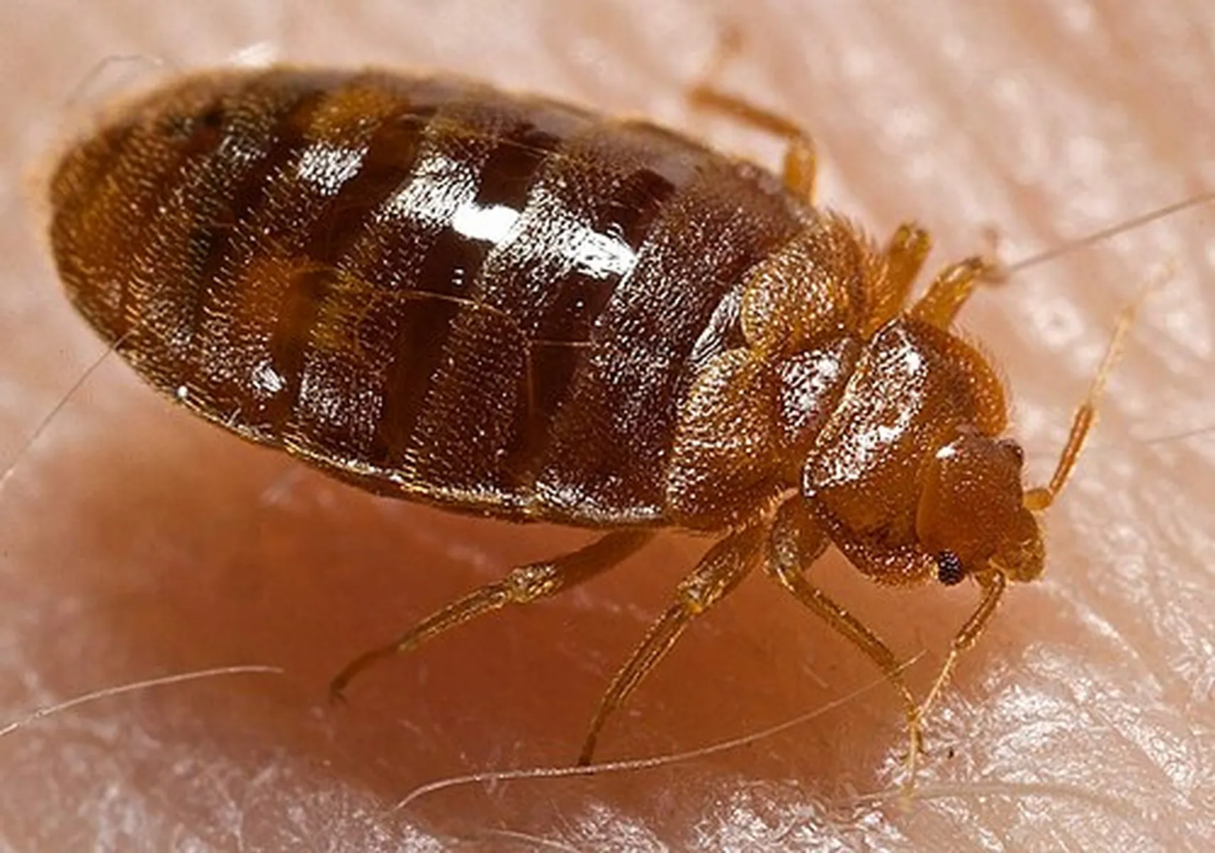 Bed Bug control treatment