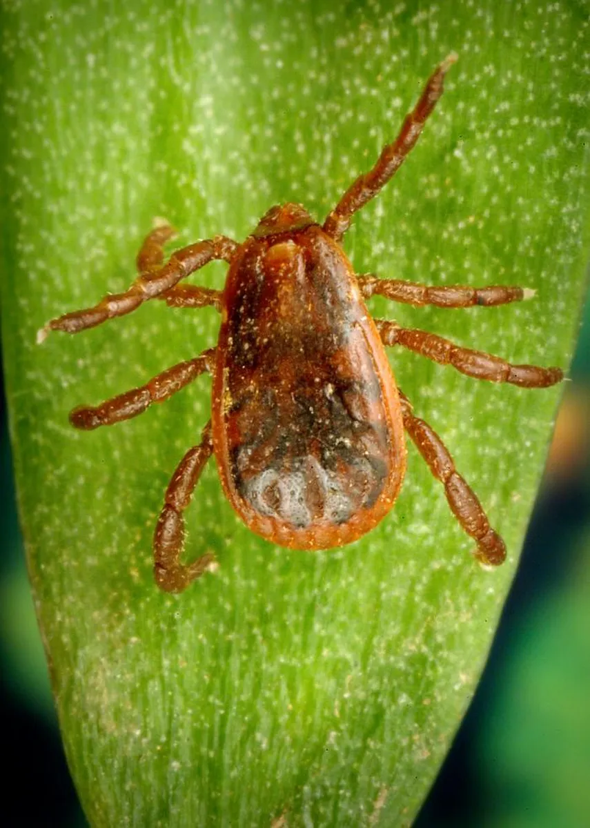 Tick control treatment