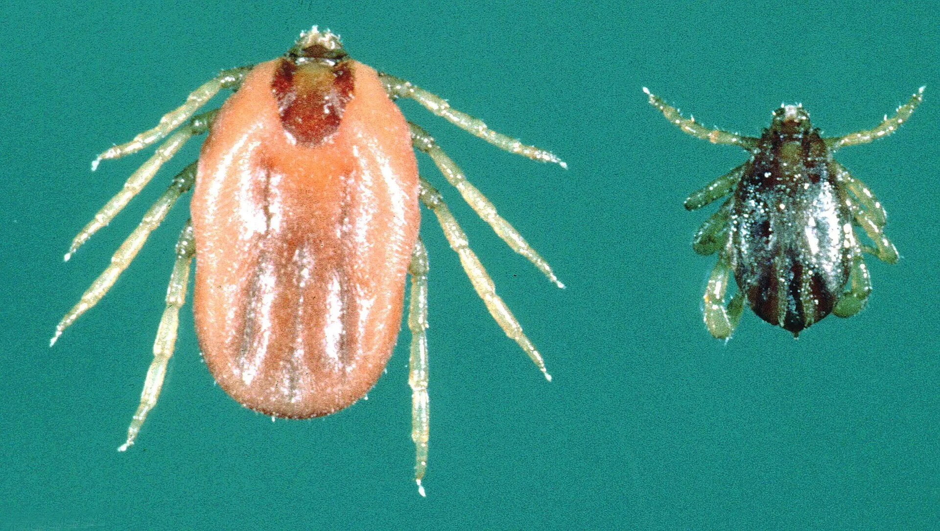 Tick control treatment