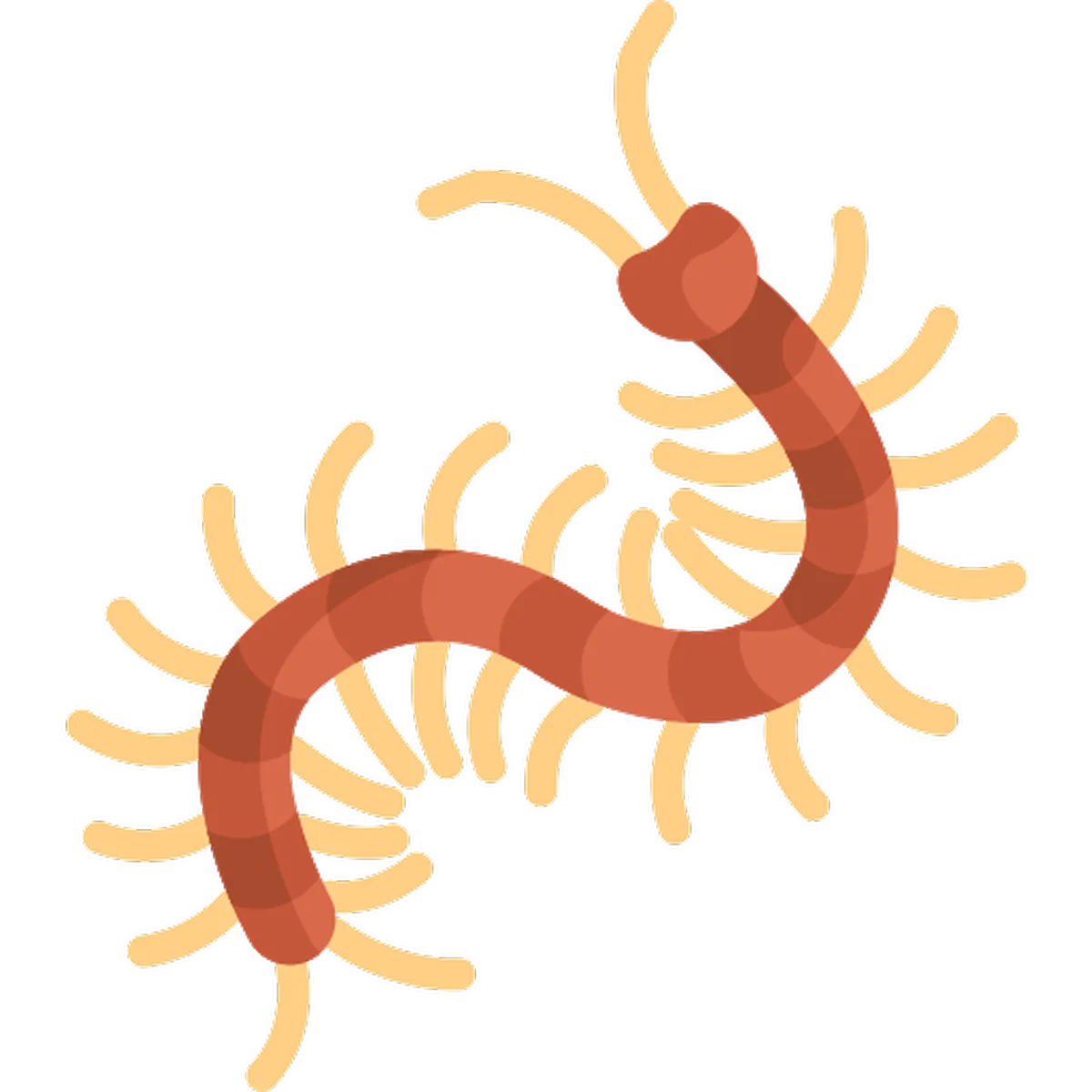 Centipedes & Millipedes