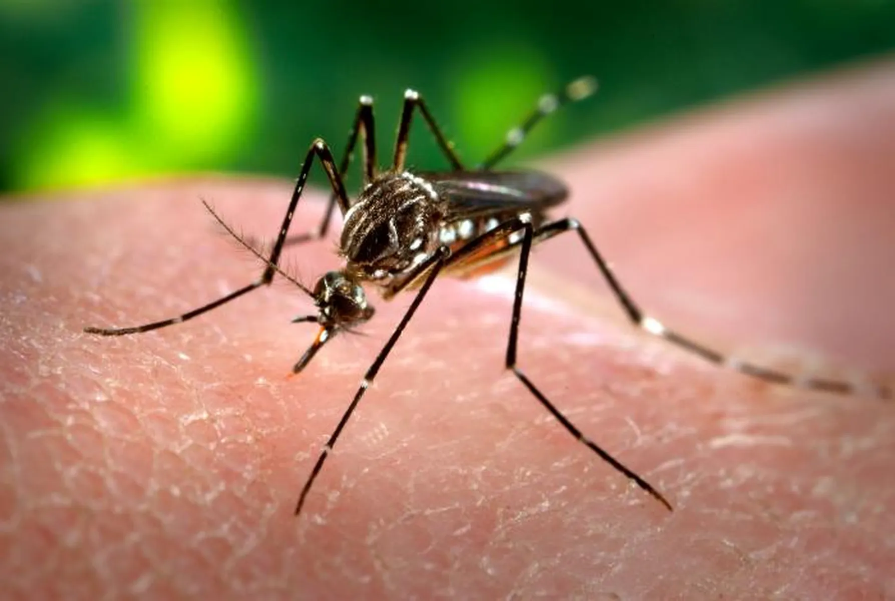 Mosquito control treatment