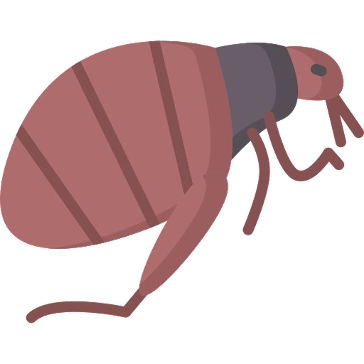 Fleas