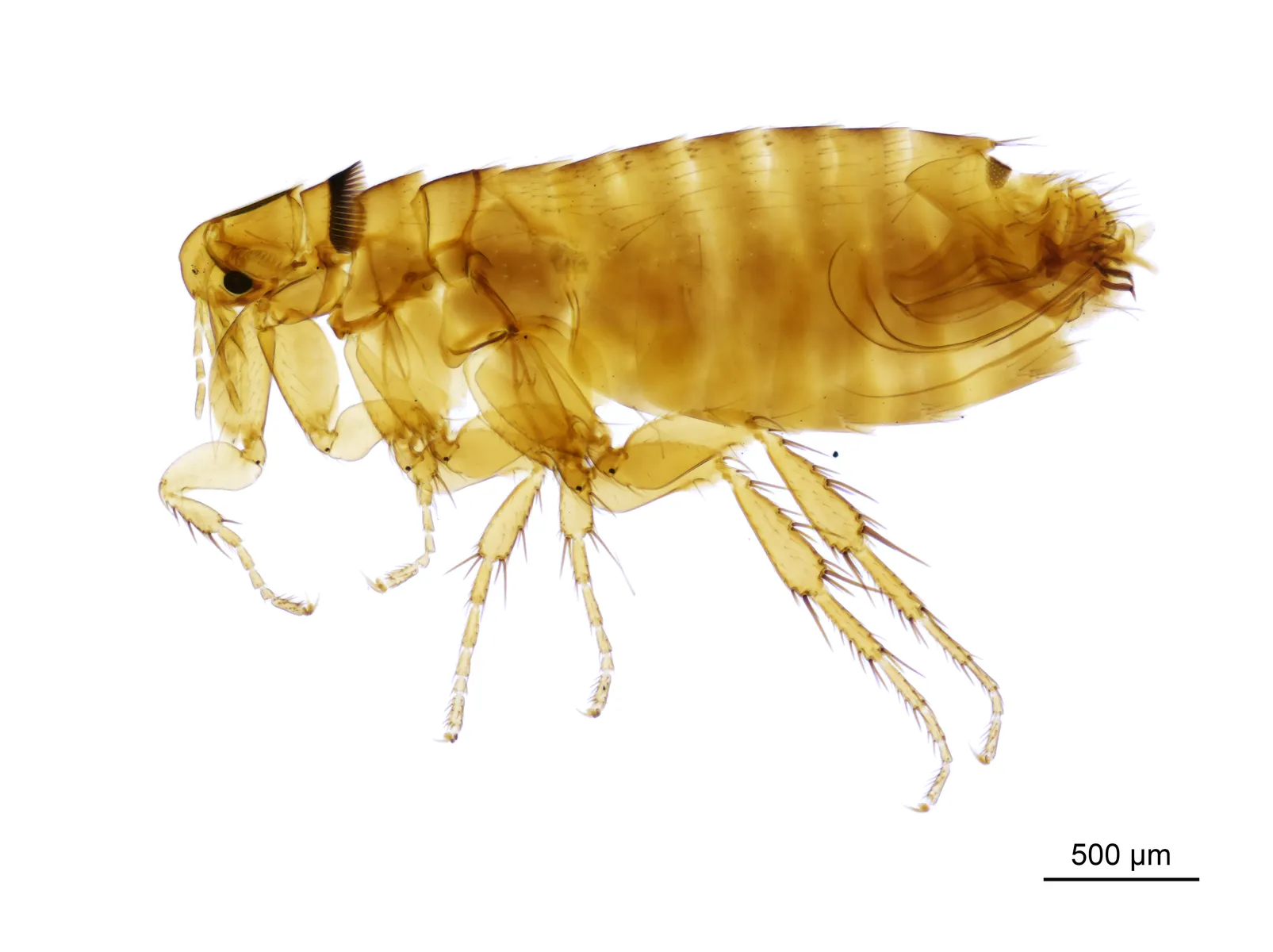 Fleas