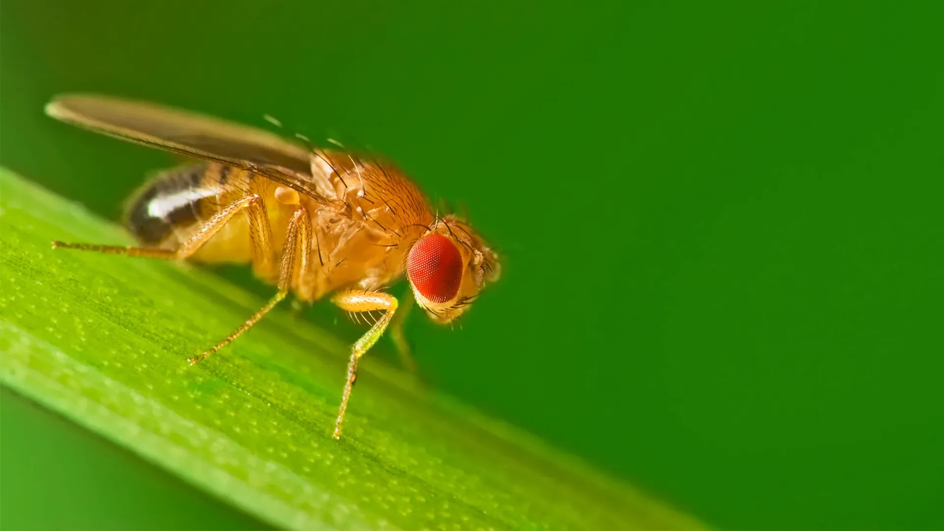 Small Fly control treatment