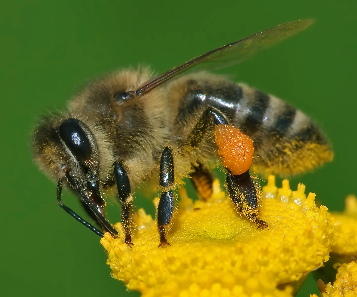 Bees