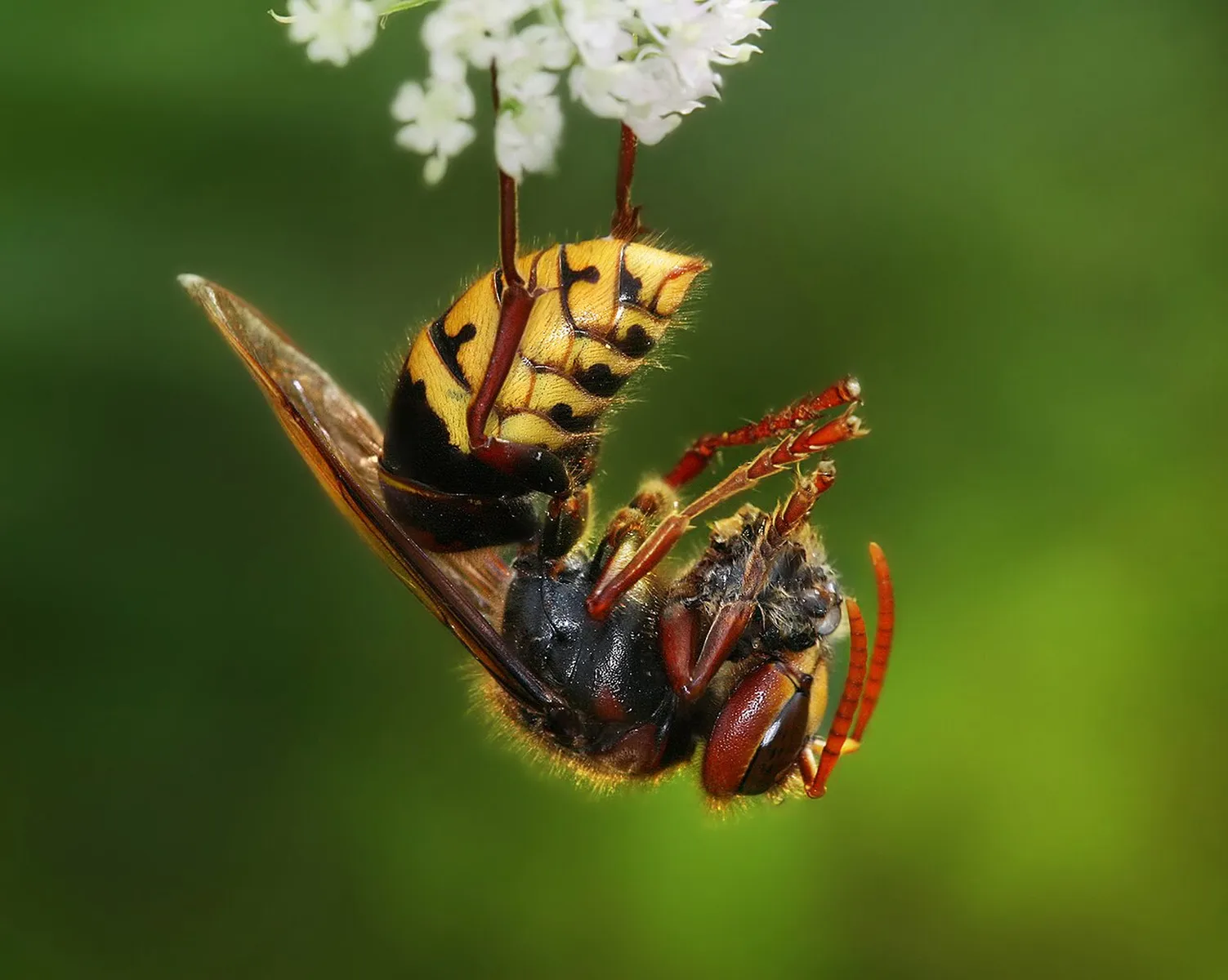 Wasp control treatment