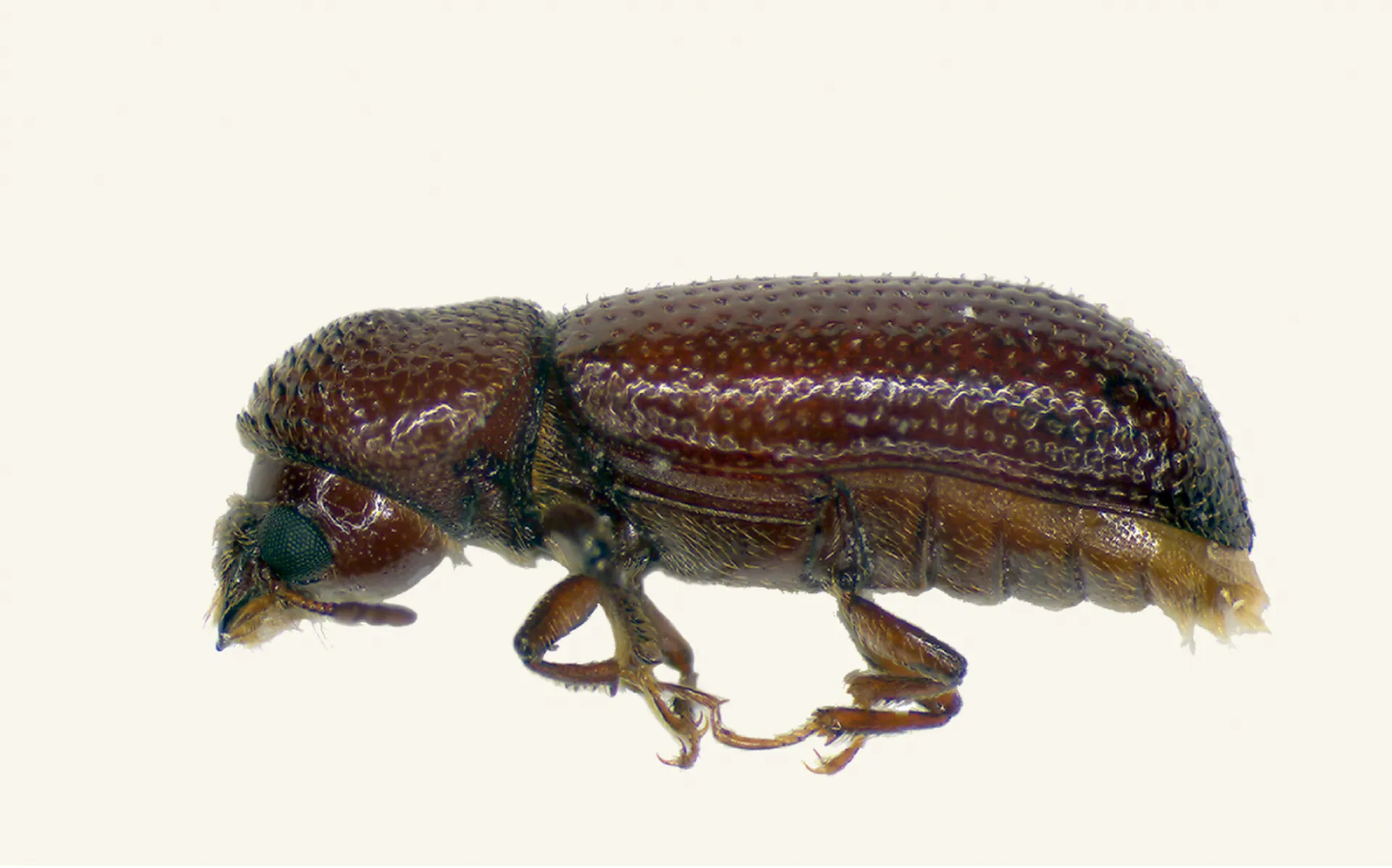 Grain Pest control treatment