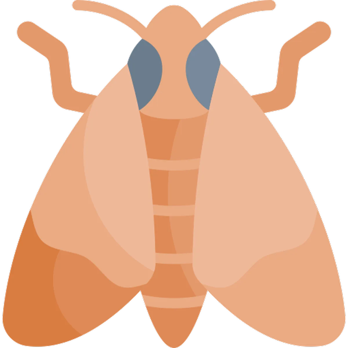 Moths