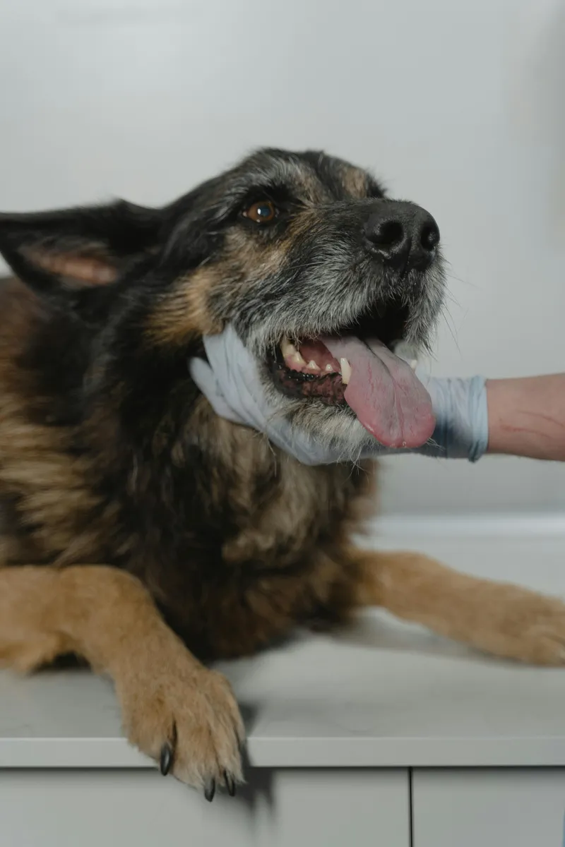 Pet Treatment