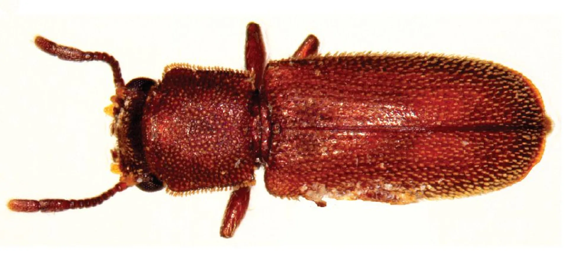Wood Borer control treatment