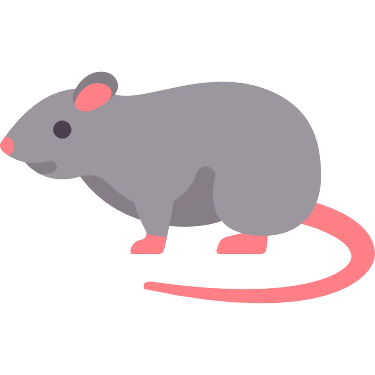 Rodents