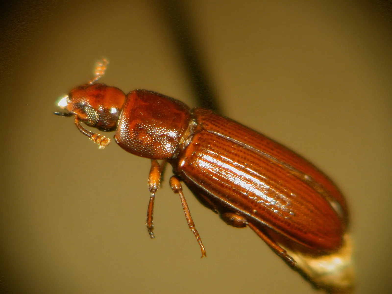 Grain Pest control treatment