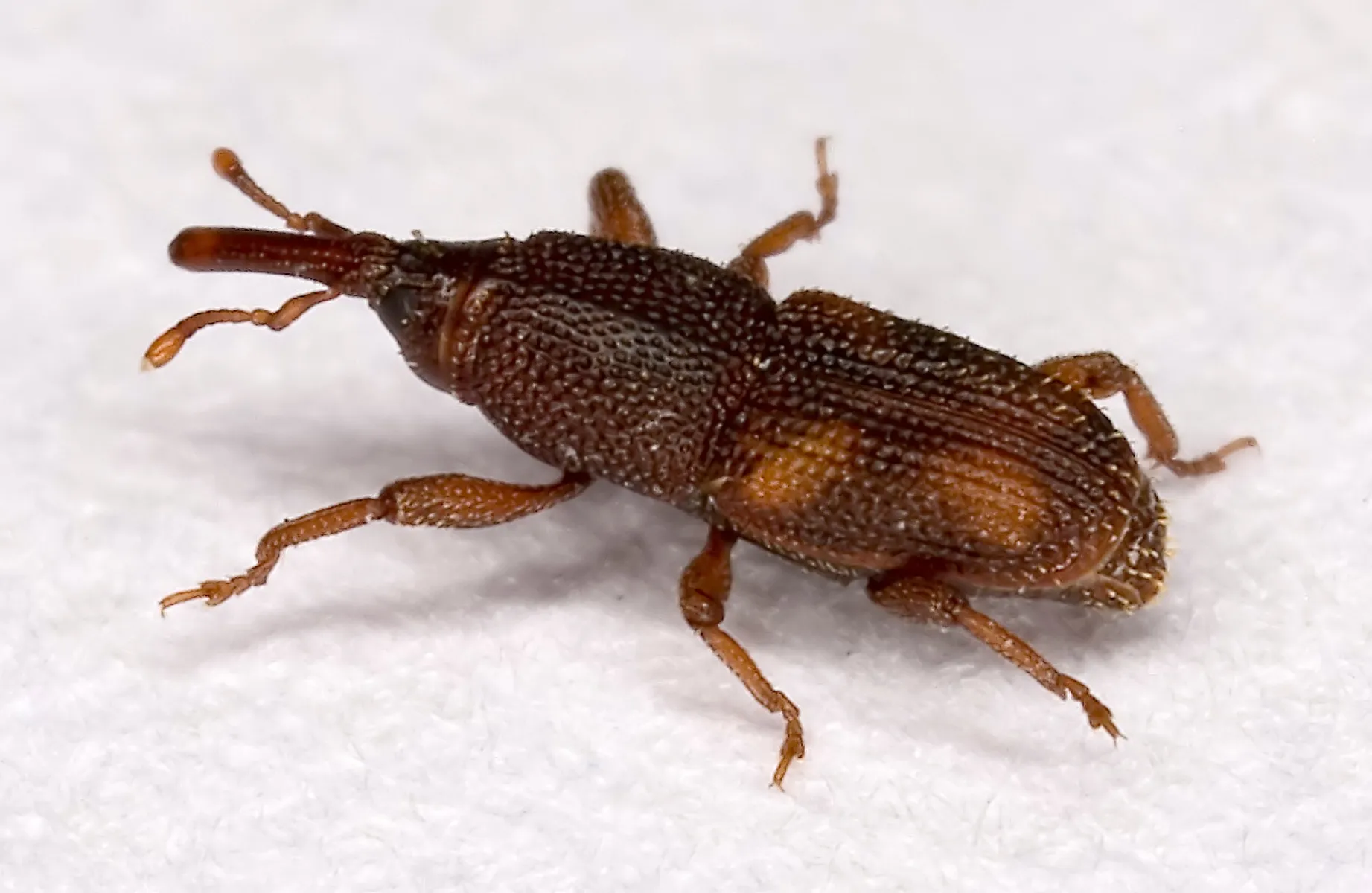 Grain Pest control treatment