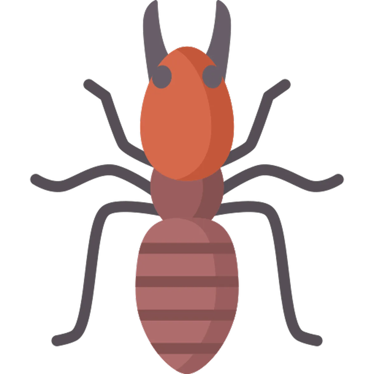 Termites