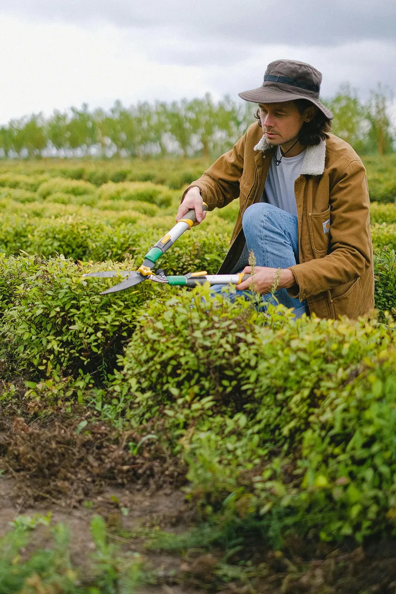 Lawn Maintenance