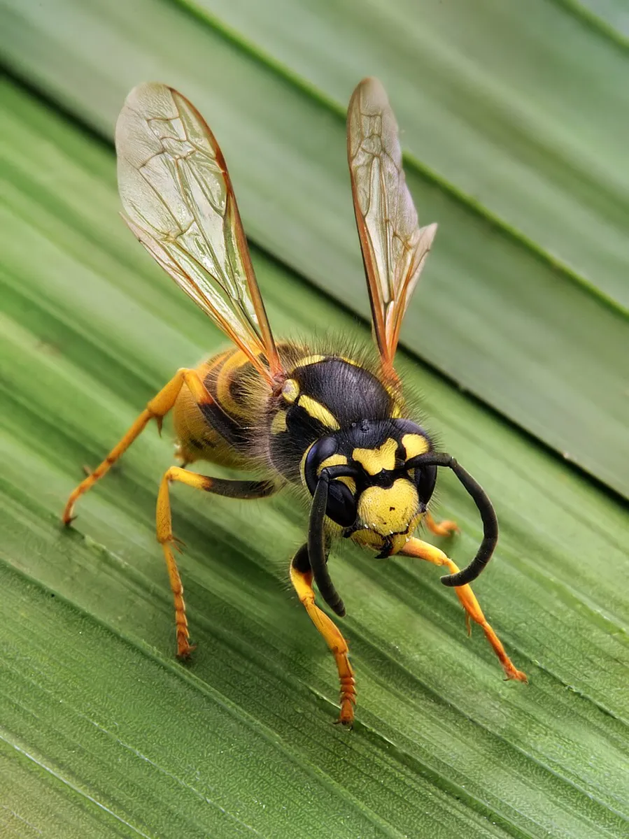 Wasp control treatment