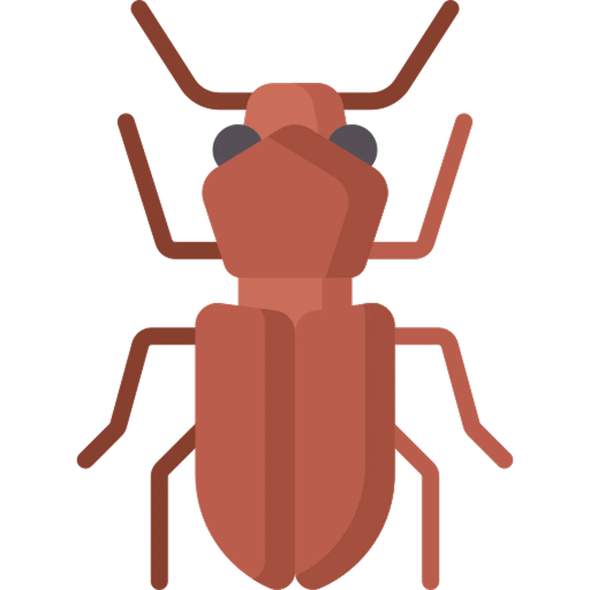 Wood Borers